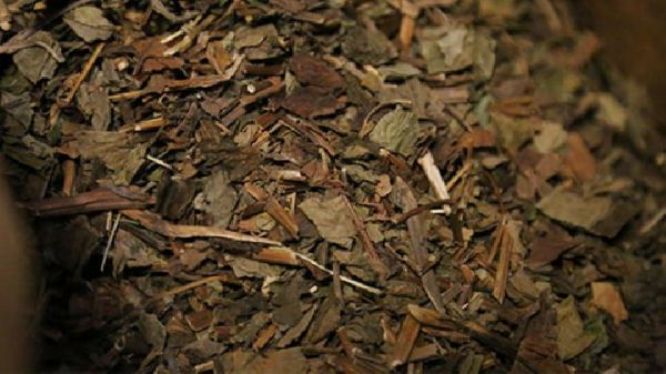 古香草减肥茶增加瘦素分解脂肪