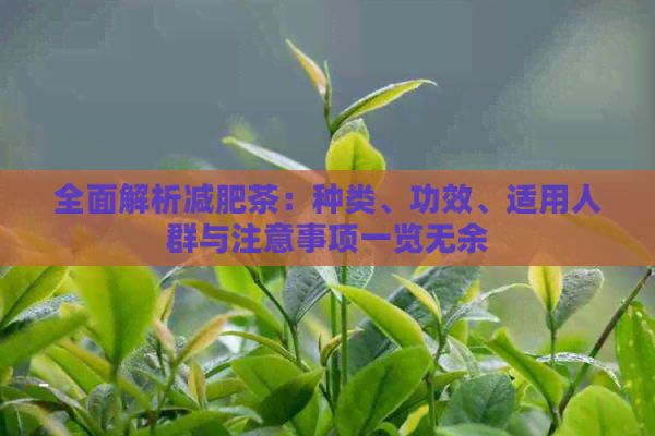 全面解析减肥茶：种类、功效、适用人群与注意事项一览无余