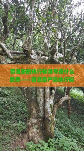 普洱茶的執(zhí)行標準號是什么意思——普洱茶產(chǎn)品執(zhí)行標準號DB53103-2006