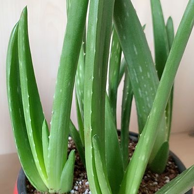 芦荟排毒养颜茶