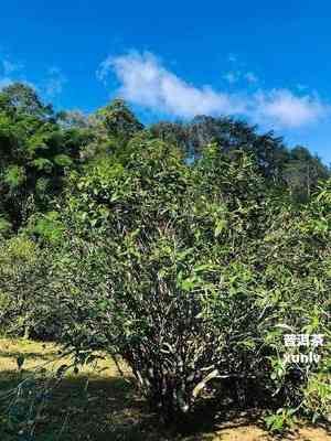 碧生源纖纖茶的評(píng)價(jià)：真實(shí)體驗(yàn)分享，效果顯著還是夸大其詞？