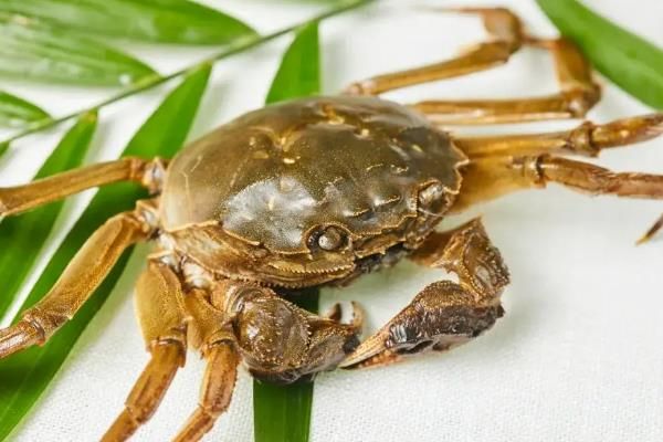螃蟹的食用注意事項(xiàng)，死螃蟹絕對(duì)不能食用