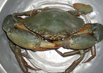 锯缘青蟹简介