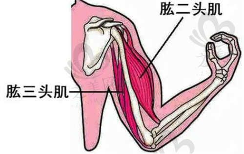 手臂吸脂項目介紹