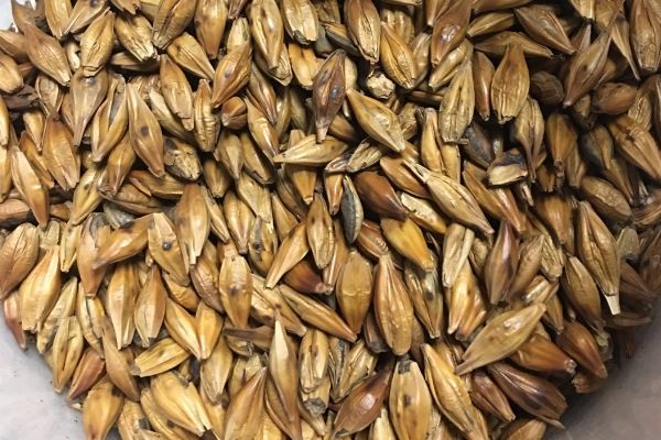 大麥茶6大害處，加重腸胃負(fù)擔(dān)/骨質(zhì)疏松/影響睡眠