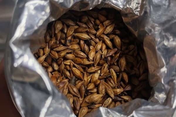 大麥茶6大害處，加重腸胃負(fù)擔(dān)/骨質(zhì)疏松/影響睡眠