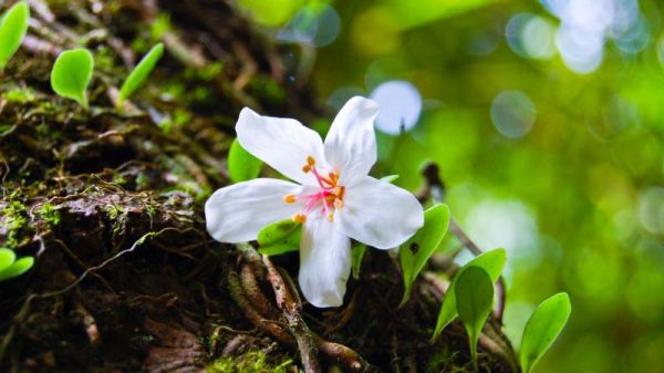 喝桃花茶一個月減肥嗎