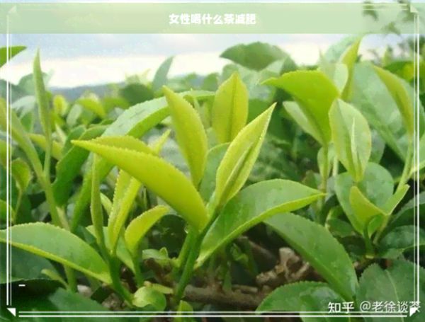 女性喝什么茶減肥