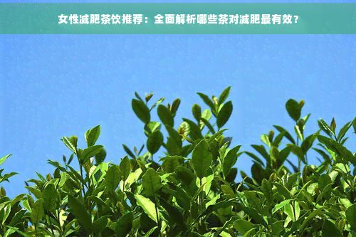 女性減肥茶飲推薦：全面解析哪些茶對減肥最有效？