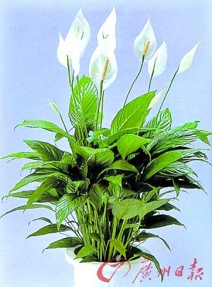 室內(nèi)植物釋放揮發(fā)性有機(jī)化合物或危害健康