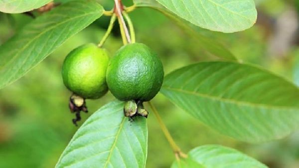 芭樂減肥效果好嗎 芭樂怎樣吃減脂肪