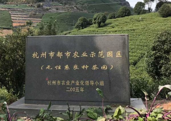 24種花草茶 瘦身功效大盤點