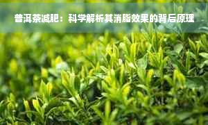 普洱茶減肥：科學(xué)解析其消脂效果的背后原理