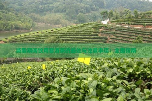 减脂期间饮用普洱茶的益处与注意事项：全面指南
