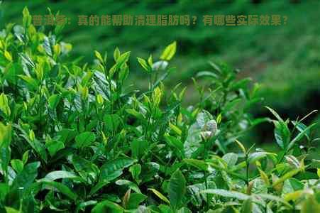 普洱茶：真的能幫助清理脂肪嗎？有哪些實際效果？