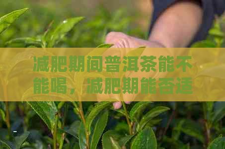 减肥期间普洱茶能不能喝，减肥期能否适量饮用普洱茶助瘦身？