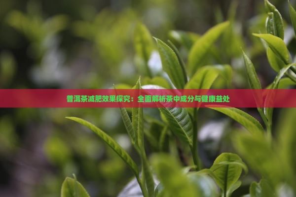 普洱茶减肥效果探究：全面解析茶中成分与健康益处