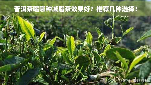 普洱茶喝哪種減脂茶效果好？推薦幾種選擇！