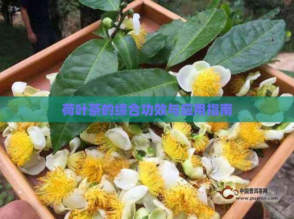 荷葉茶的綜合功效與應(yīng)用指南