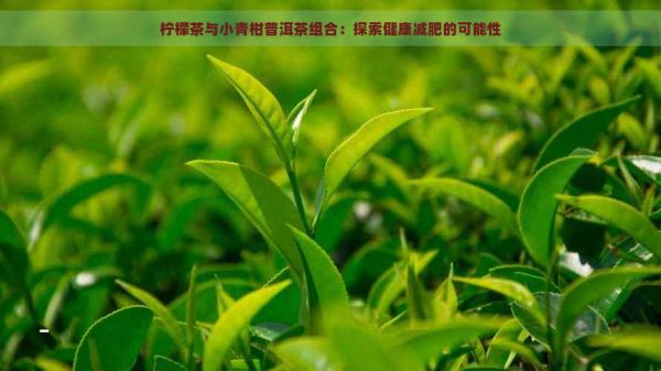 柠檬茶与小青柑普洱茶组合：探索健康减肥的可能性