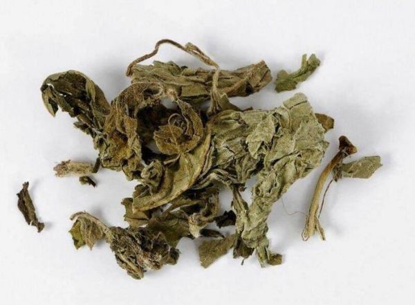 喝了10天薄荷泡水，他的身体出现神奇反应