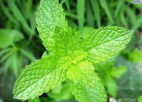 薄荷茶的健益處：解渴、提神、緩解消化不適等多重功效解析