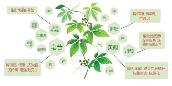 养生有门道！小小的绞股蓝茶也有这么多讲究