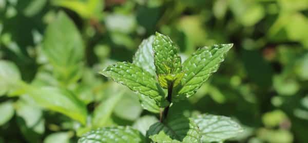 薄荷茶的 12 项科学支持的健康益处