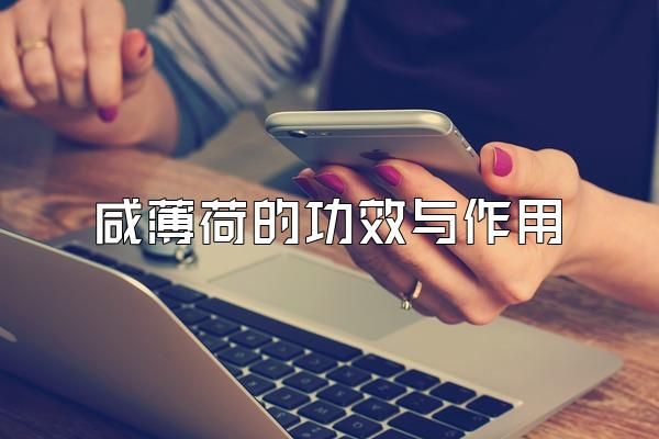 咸薄荷的功效與作用