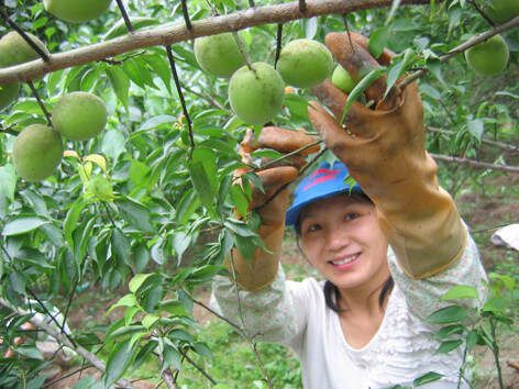“人體衛(wèi)士”青梅 - 一笑堂 - 網(wǎng)易山莊?一笑堂