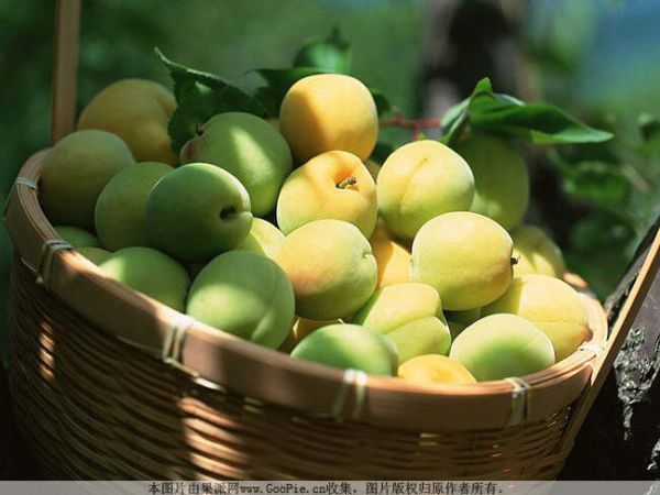 “人體衛(wèi)士”青梅 - 一笑堂 - 網(wǎng)易山莊?一笑堂