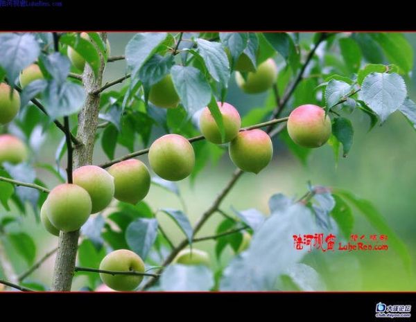 “人體衛(wèi)士”青梅 - 一笑堂 - 網(wǎng)易山莊?一笑堂