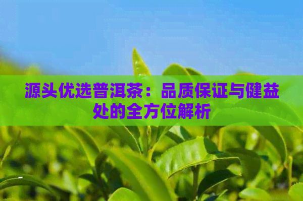 源頭優(yōu)選普洱茶：品質(zhì)保證與健益處的全方位解析