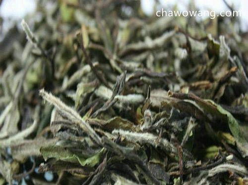 白牡丹茶獨特的制作工藝
