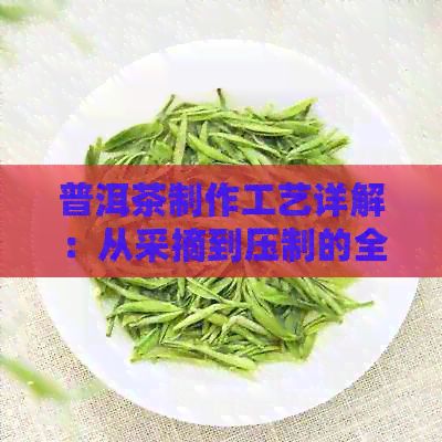 普洱茶制作工艺详解：从采摘到压制的全过程解析