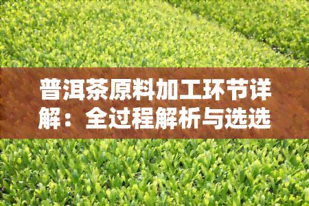 普洱茶原料加工环节详解：全过程解析与选选择