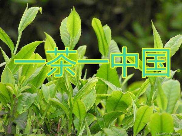 一茶一中国