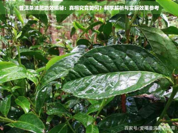 普洱茶减肥功效揭秘：真相究竟如何？科学解析与实际效果参考