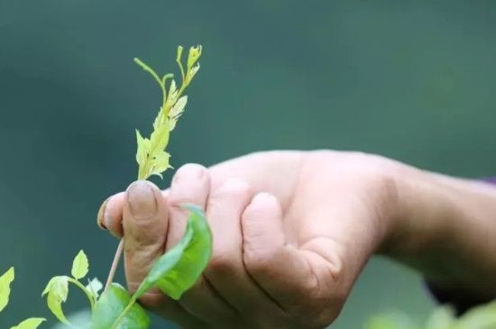 莓茶的制作步骤，莓茶怎么制作方法？