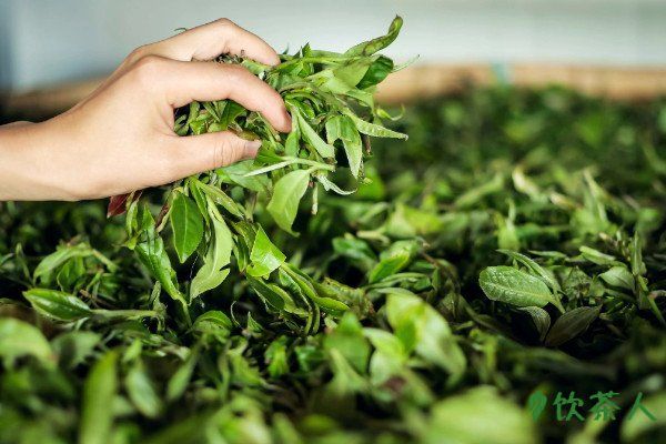 绿茶加工工艺流程，五大加工工序(制茶详细流程)