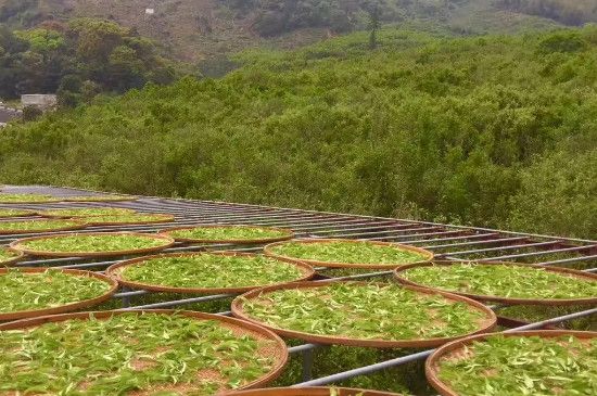 制茶的过程七个步骤图片，制作茶叶的基本步骤