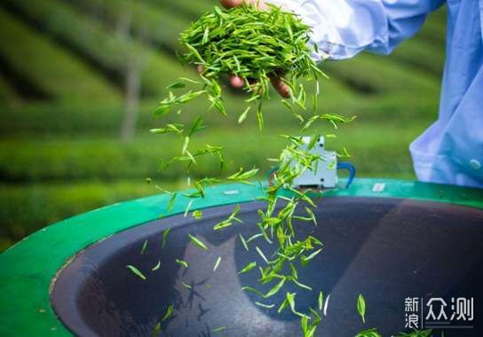 简明扼要讲通六大茶类（制作工艺的异同而分） _新浪众测