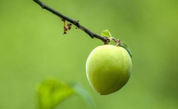 炎炎夏日，喝一杯梅子茶，爽口止渴，但這些禁忌你知道嗎？