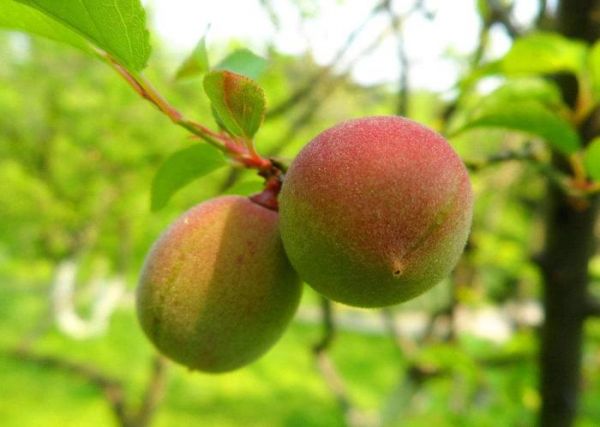 炎炎夏日，喝一杯梅子茶，爽口止渴，但這些禁忌你知道嗎？