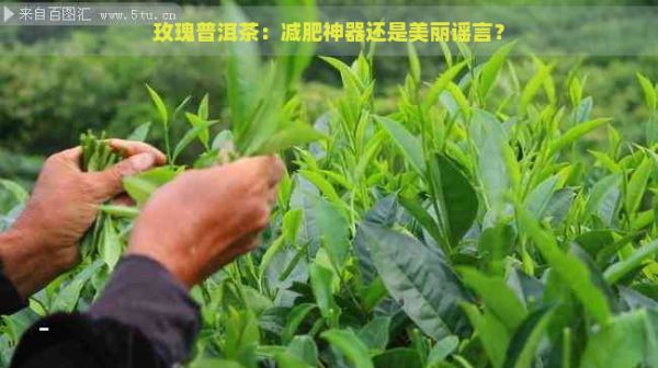 玫瑰普洱茶：减肥神器还是美丽谣言？