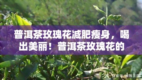 普洱茶玫瑰花减肥瘦身，喝出美丽！普洱茶玫瑰花的神奇减肥瘦身效果