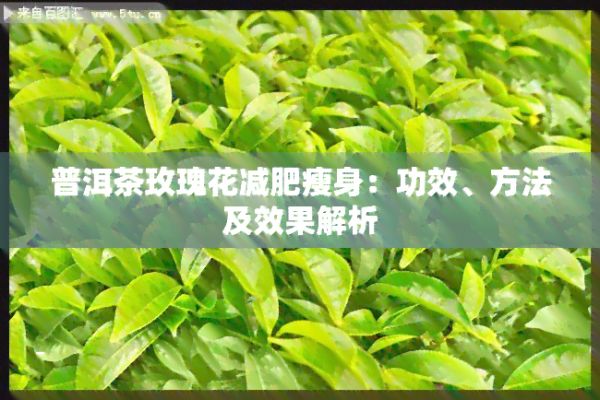 普洱茶玫瑰花減肥瘦身：功效、方法及效果解析