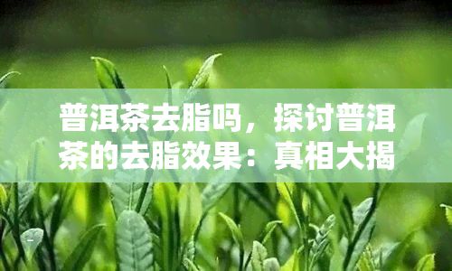 普洱茶去脂吗，探讨普洱茶的去脂效果：真相大揭秘！