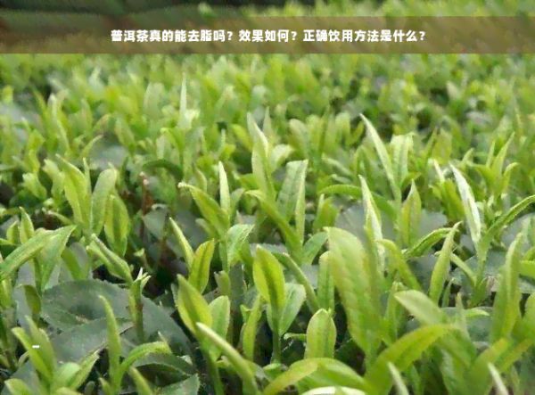 普洱茶真的能去脂吗？效果如何？正确饮用方法是什么？