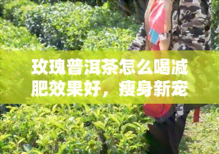 玫瑰普洱茶怎么喝减肥效果好，瘦身新宠：如何用玫瑰普洱茶有效减肥？